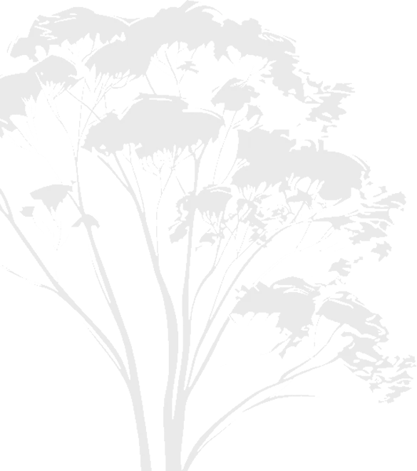 Baum